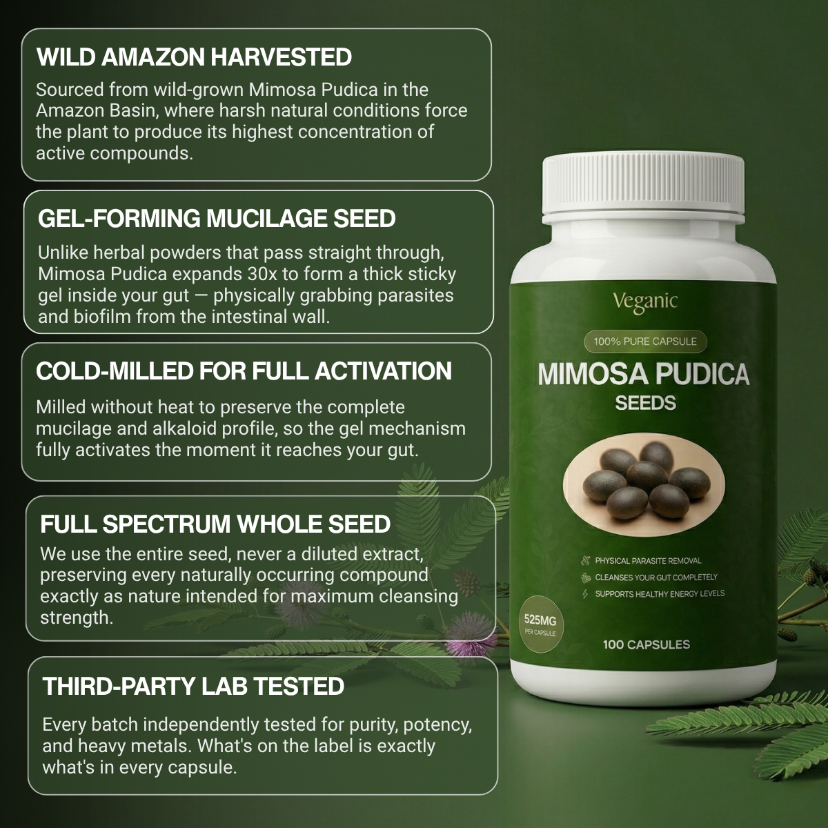 Mimosa Pudica Capsules