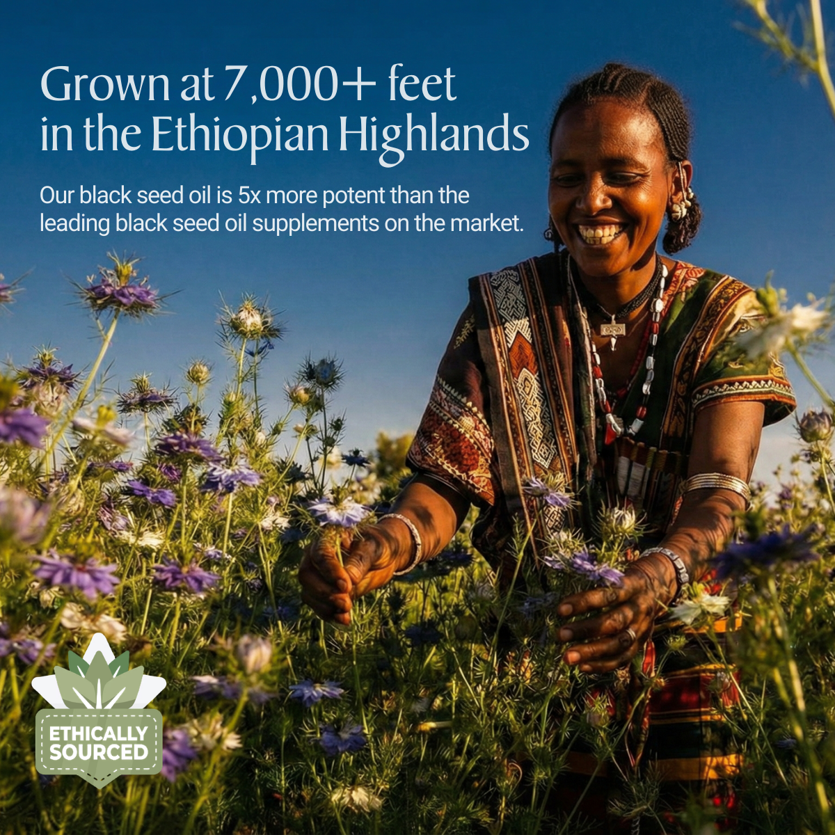 Ethiopian Black Seed Oil Softgels