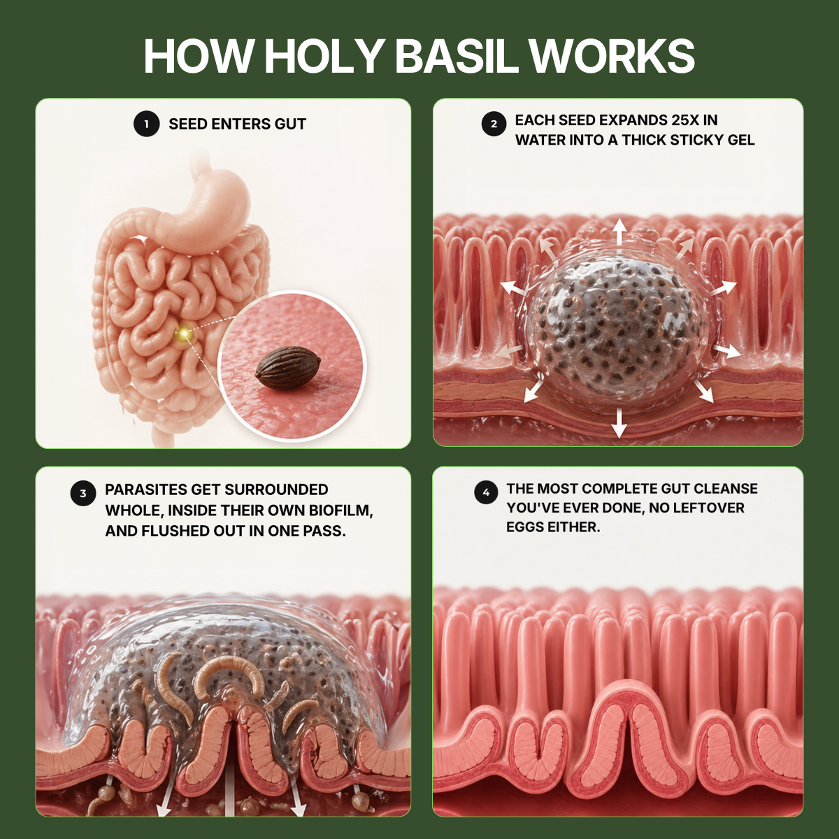 Holy Basil Seed Capsules