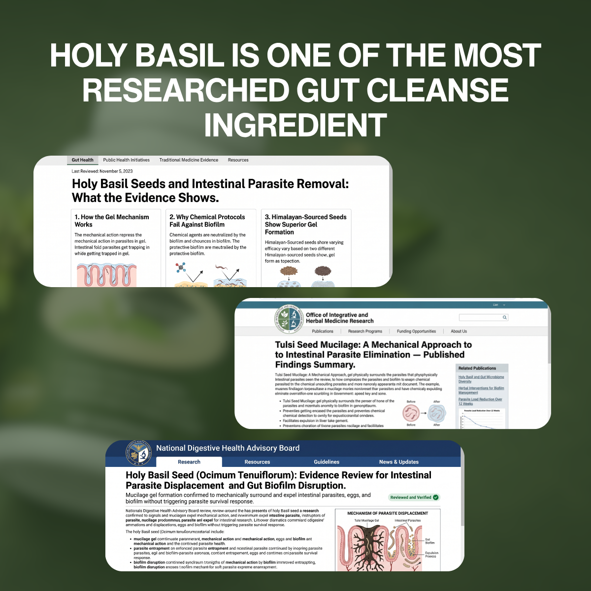 Holy Basil Seed Capsules