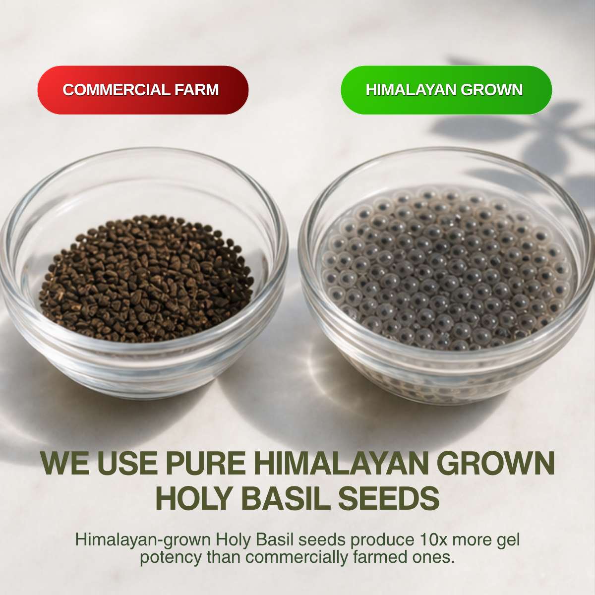 Holy Basil Seed Capsules